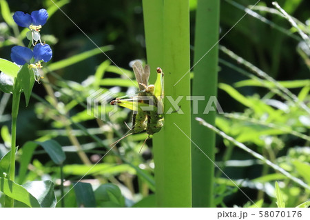 水口子供の森のバッタの番1の写真素材
