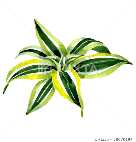 Dracaena floral botanical flowers. Watercolor background set. Isolated dracaena illustration element Dracaena floral botanical flowers. Watercolor background set. Isolated dracaena illustration element 58070194