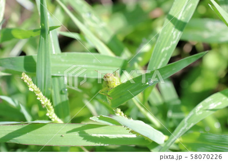 水口子供の森のバッタのアップ5の写真素材