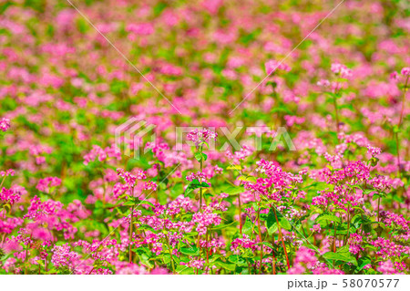 赤そばの花　【長野県】 58070577