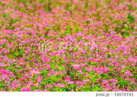 赤そばの花　【長野県】 58070592