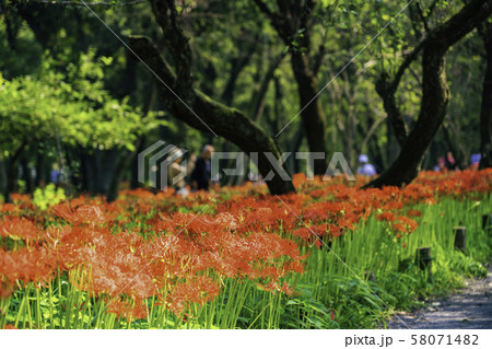 （埼玉県日高市）巾着田の曼珠沙華 58071482