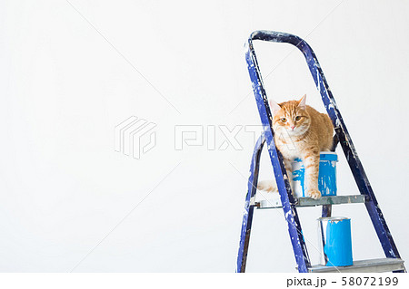 Repair, painting the walls, the cat sits on the stepladder. Funny picture with copy space 58072199
