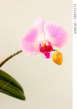 Fresh Orchid flower on light blue background. 58073171