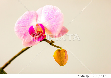 Fresh Orchid flower on light blue background. Fresh Orchid flower on light blue background. 58073176