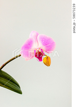 Fresh Orchid flower on light blue background. 58073239