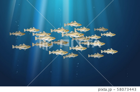 School of fish Codfish. Marine life School of fish Codfish. Marine life 58073443