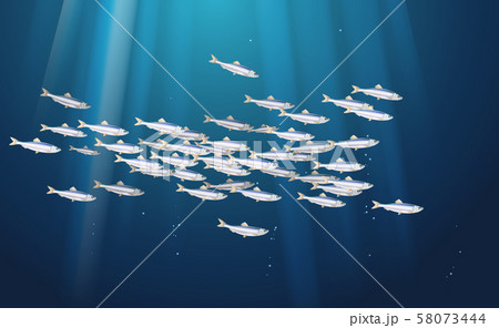 Sprat, brisling fishes blue background Sprat, brisling fishes blue background 58073444