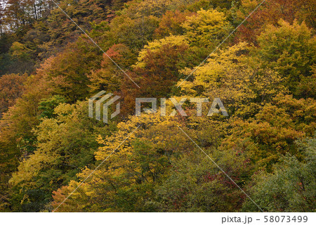 北海道八雲町の八熊峠で紅葉の風景を撮影 58073499