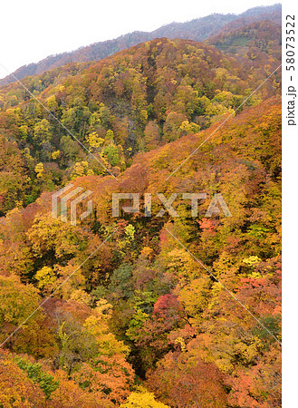 北海道八雲町の八熊峠で紅葉の風景を撮影 58073522
