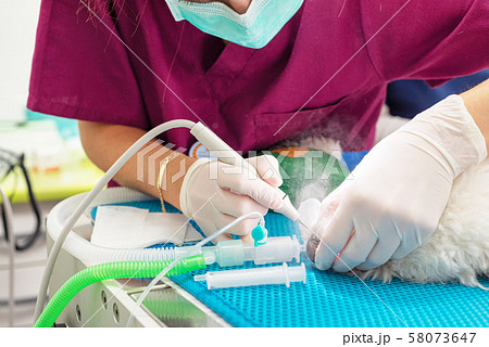 Woman veterinarian dentist doing procedure of professional teeth cleaning dog in a veterinary clinic Woman veterinarian dentist doing procedure of professional teeth cleaning dog in a veterinary clinic 58073647