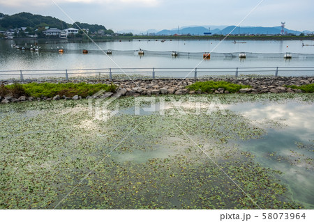 池の水面に生えるあさざを保護するイメージ 池の水面に生えるあさざを保護するイメージ 58073964
