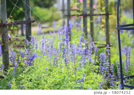 サルビア　ファリナセアの花 58074252