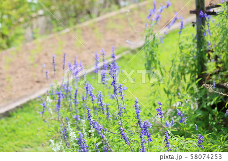 サルビア　ファリナセアの花 58074253