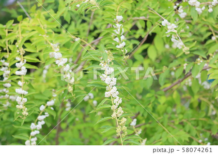 シロシキブの実 58074261