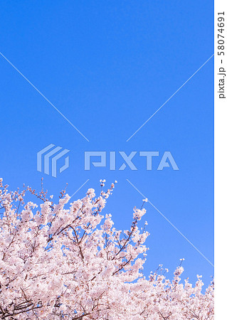 満開の桜と青空 満開の桜と青空 58074691