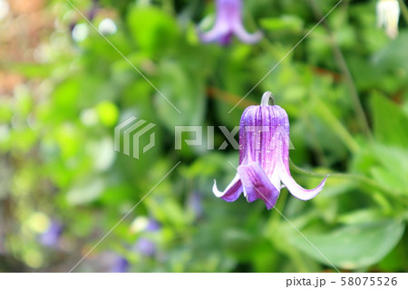 クレマチス　ロウグチ 58075526