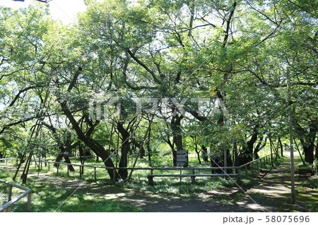 ■ 高遠城 ■ 本丸跡 ■ 高遠城址公園 ■ 武田勝頼、仁科盛信 ■ 長野県 ■ 高遠城 ■ 本丸跡 ■ 高遠城址公園 ■ 武田勝頼、仁科盛信 ■ 長野県 58075696
