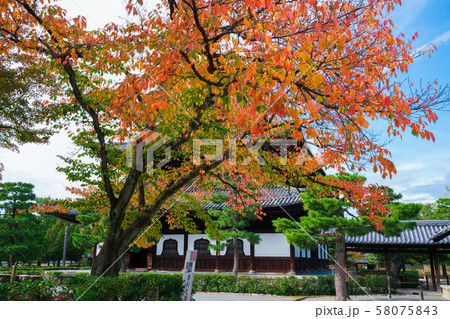 京都　建仁寺の法堂と桜紅葉 58075843