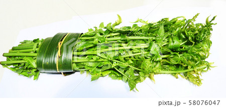 Paco or vegetable fern ( Diplazium esculentum ) isolated on white background, Vegetables that are wrapped together by green leaf 58076047