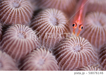 珊瑚と魚 珊瑚と魚 58076146