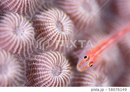 珊瑚と魚 珊瑚と魚 58076149