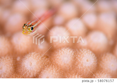 珊瑚と魚 珊瑚と魚 58076157