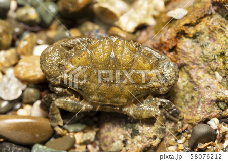 磯　カニ 58076212