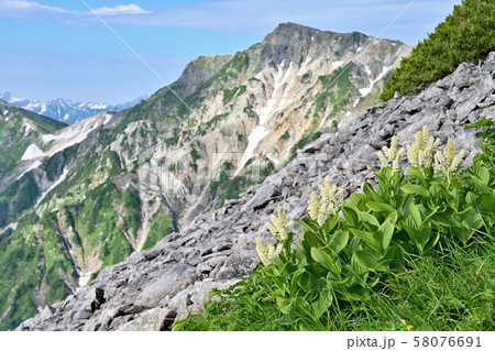 【長野県】高山植物と白馬岳 58076691
