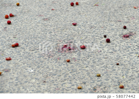 踏まれて潰れたヤマモモの実 踏まれて潰れたヤマモモの実 58077442