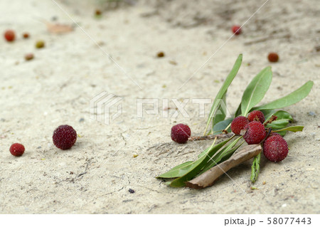 地面に落ちたヤマモモの実 地面に落ちたヤマモモの実 58077443