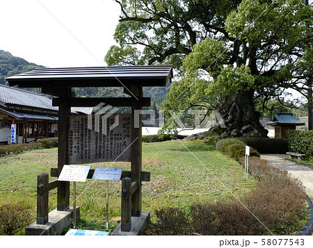 川古の大楠　佐賀県武雄市のパワースポット 58077543