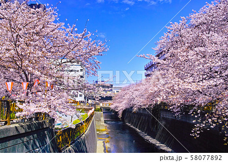 春の目黒川桜まつり 春の目黒川桜まつり 58077892