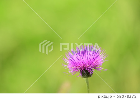 ノアザミの花　背景グリーンボケ 58078275