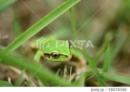 草むらの中のアマガエル 58078380