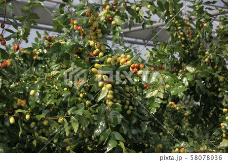 稲 秋 道 58078936