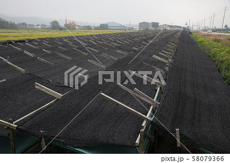 松林 松 外部 58079366