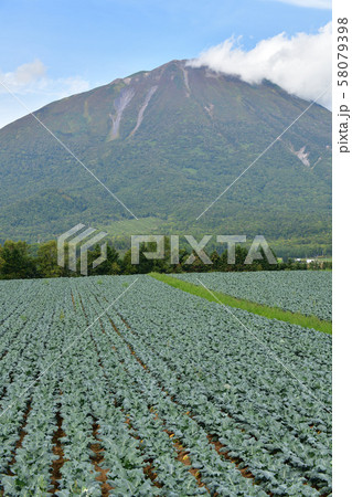 北海道真狩村で実りを迎えたブロッコリー畑の風景を撮影 58079398