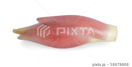 Myoga isolated on white background 58079808