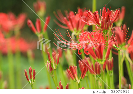 ヒガンバナ ヒガンバナ 58079913