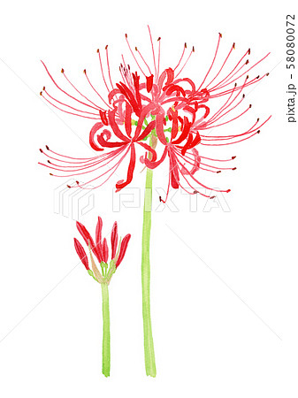 Lycoris Radiata ヒガンバナのイラスト素材