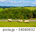 羊　北海道 58080632