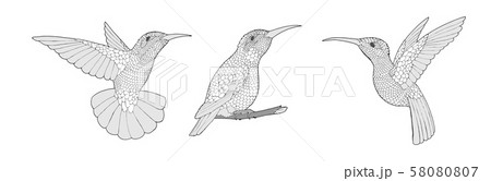 Coloring page with Hummingbird exotic birds,のイラスト素材