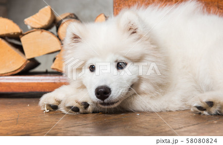 Funny Samoyed dog puppy with firewood on wooden floor and fireplace. 58080824