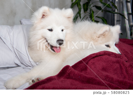 Two samoyed dogs puppies are sleeping in bed 58080825