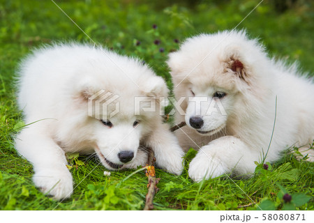 Two white Samoyed puppies are playing with stick Two white Samoyed puppies are playing with stick 58080871