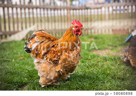 Brown rooster on a farm in front of wooden fence 58080898
