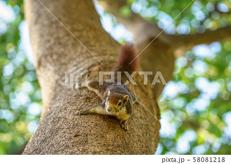 Little squirrel in the forest Little squirrel in the forest 58081218
