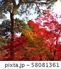 紅葉、京都、南禅寺、永観堂、禅林寺、赤、黄、背景、綺麗 紅葉、京都、南禅寺、永観堂、禅林寺、赤、黄、背景、綺麗 58081361