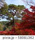 紅葉、京都、南禅寺、永観堂、禅林寺、赤、黄、背景、綺麗 紅葉、京都、南禅寺、永観堂、禅林寺、赤、黄、背景、綺麗 58081362